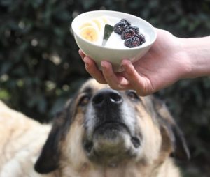 Kampagne für die Adoption von Straßenhunden auf Joghurtbechern