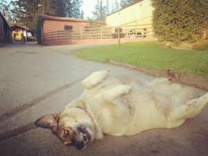 die Adoption eines Hundes