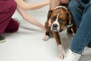 Die Angst - Tipps, um einen ängstlichen Hund zu beruhigen