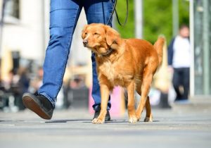 Wie kann man verbrannte Pfoten beim Hund im Sommer vermeiden?