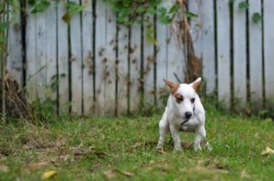 DNA-Datenbank für Hunde