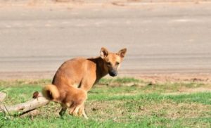 DNA-Datenbank für Hunde in Madrid