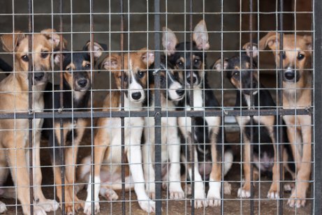 Fördert der Kauf von Hunden Tiermisshandlung?