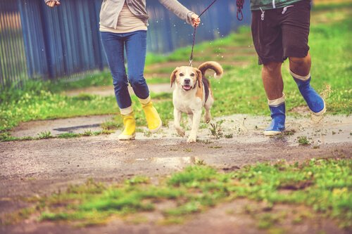 Hundespaziergang bei Regen