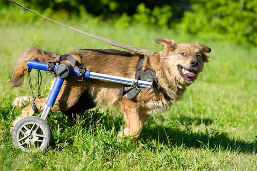 Verantwortung für behinderten Hund übernehmen