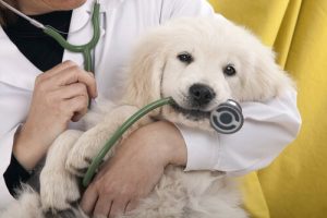 Hausapotheke für Hunde für den Notfall