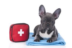 Hund mit Hausapotheke