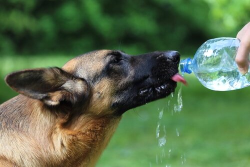 Hund trinkt Wasser