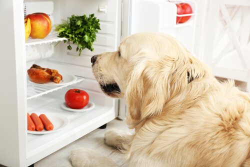 Rezepte für Hundefressen