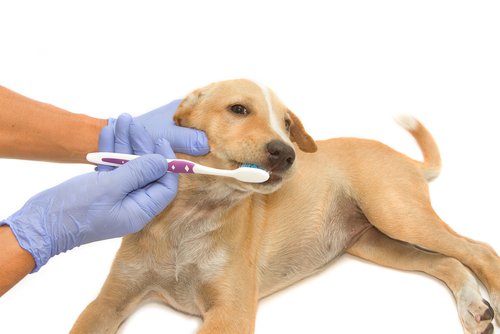 Hund will seine Zähne nicht putzen lassen