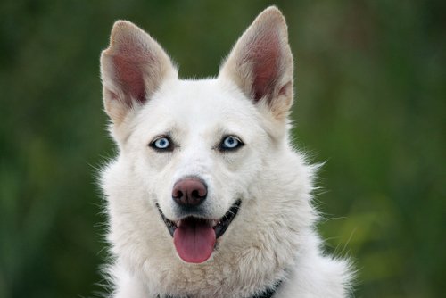 Der Tränensack verfärbt sich leicht bei allen Hunden
