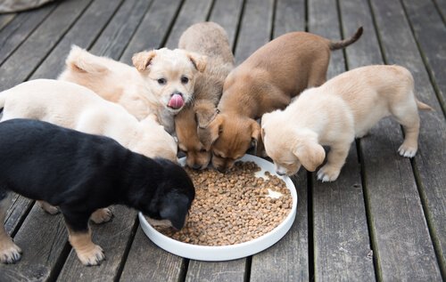 Hunde beim Fressen