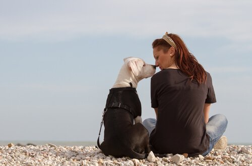 Hundeküsse: gegenseitige Übertragung von Infektionen