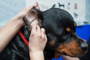 So werden Hundeohren gereinigt