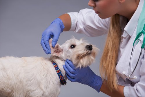 Hundeohren werden gereinigt