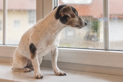 Hundespaziergang auch bei Regen