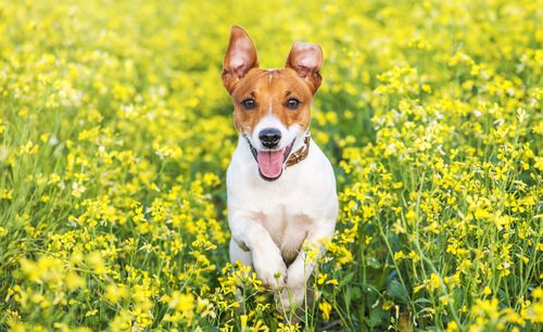 Jack Russell Terrier: kleine Hunde mit großem Jagdinstinkt