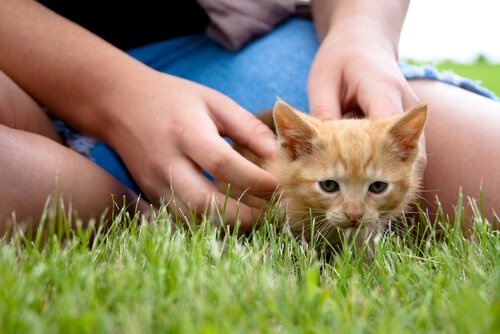 Mensch-Katzen-Freundschaft und seelische Gesundheit