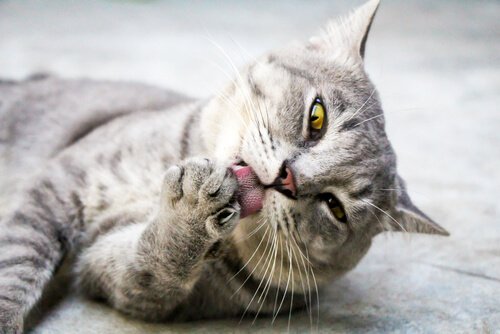 Katze mit Wunden an der Pfote