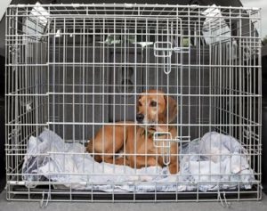 Kauf von Hund im Käfig