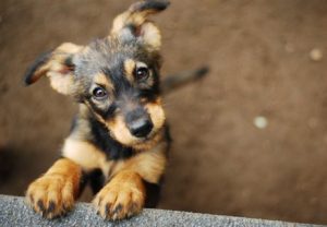 Kauf oder Adoption von Hunden