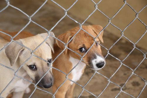 kleine Hunde in illegaler Zuchtanstalt