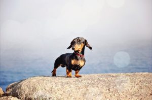 Fünf Pflegetipps für kleine Rassehunde