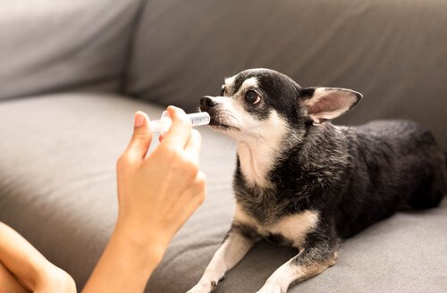 Welche Krankheiten teilen Hund und Menschen?