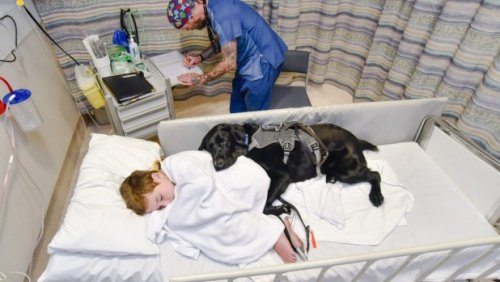Hund im Krankenhaus mit autistischem Besitzer