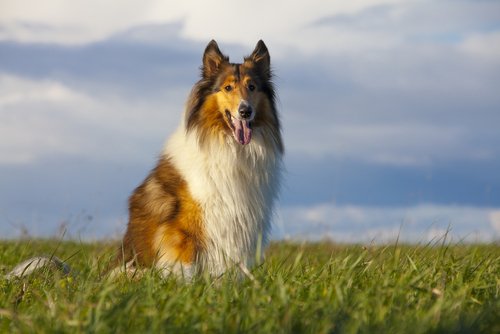 Fernsehhund Lassie