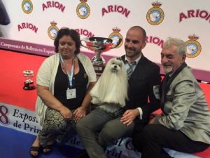 Ein Malteser gewinnt den Wettbewerb um den besten Hund Spaniens