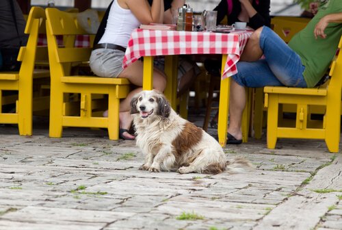 Nicht ohne dich! Welche Pläne kannst du mit deinem Hund machen?