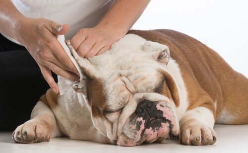 Ohren von Hund werden gereinigt