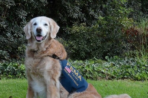 Wir verabschieden uns vom letzten Rettungshund vom 9/11