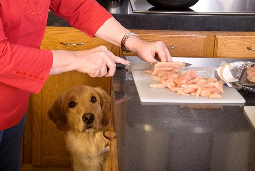 Rezepte für den Hund... was braucht man dafür?