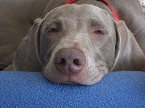 Wie schaffe ich es, dass mein Hund die ganze Nacht durchschläft?