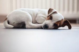 schläft dein Hund auf dem Boden?