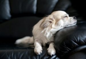 schläft dein Hund auf dem Sofa?