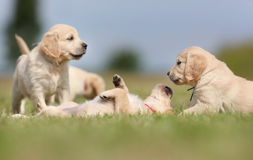 schläft dein Hund auf dem Rücken?
