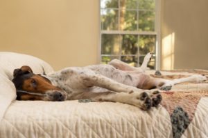 schläft dein Hund in Seitenlage?
