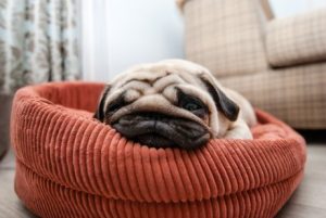 schläft dein Hund im Hundebett?