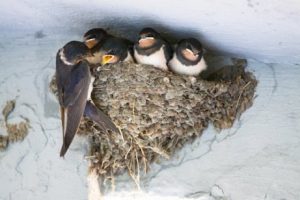 Schwalben im Nest