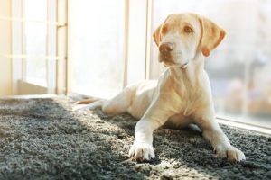 Wie ändert sich der Charakter nach der Sterilisation deines Hundes