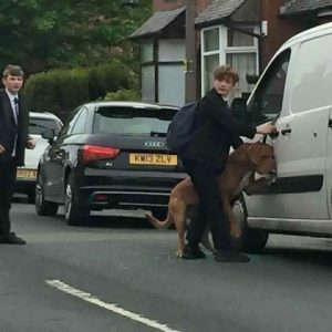 Bradley, der Teenager, der einen Hund davor rettete, sich an seiner eigenen Leine zu erhängen