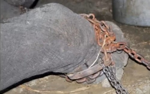 angeketteter Elefant: Tiermisshandlung