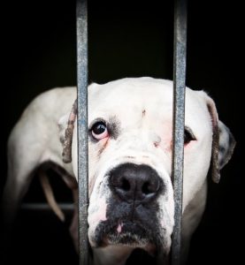 Tiermisshandlung bei Hund hinter Gitter