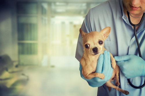 Tierarzt pflegt kleine Rassehunde