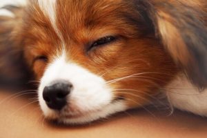 Fünf Tipps, damit dein Hund die ganze Nacht durchschläft