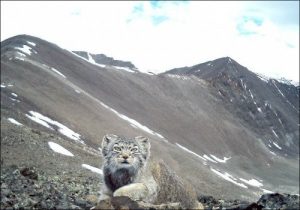 Eine Kamera nahm in Russland eine vom Aussterben bedrohte Katze auf