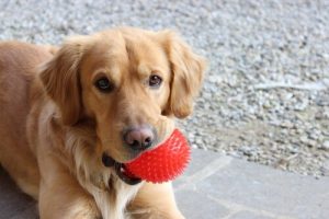 Wenn mein Hund kein Welpe mehr ist